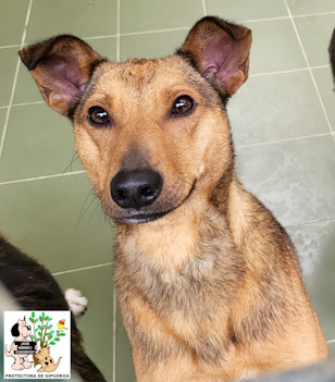 ADOPTADO ADOPTADO