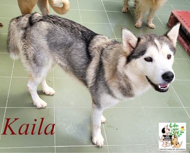 (Español) ADOPTADA