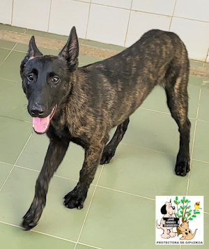 ADOPTADO ADOPTADO