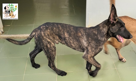 ADOPTADO ADOPTADO