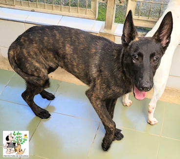 ADOPTADO ADOPTADO
