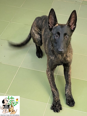 ADOPTADO ADOPTADO