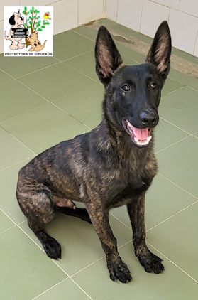 ADOPTADO ADOPTADO