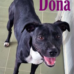 DONA