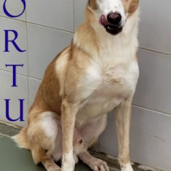 FORTU