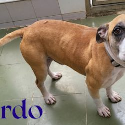 GORDO