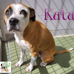 KATA