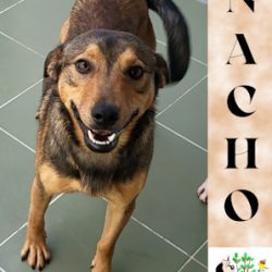 NACHO