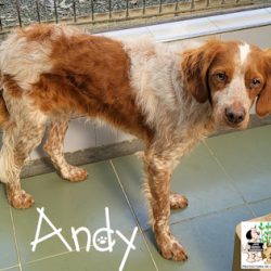 ADOPTADO