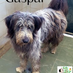 ADOPTADO