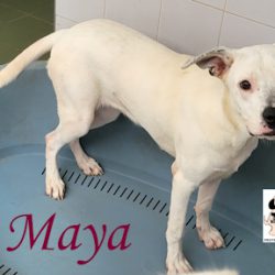 MAYA