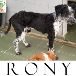 (Español) RONY