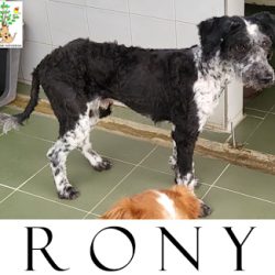 RONY