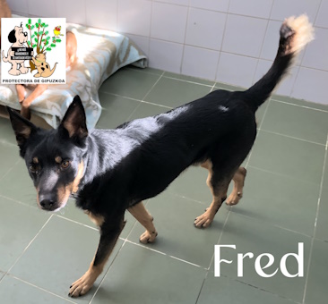 FRED