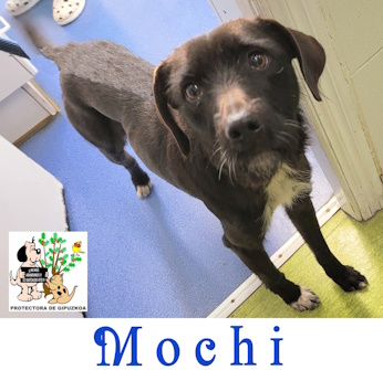 MOCHI