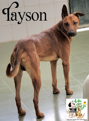 (Español) TAYSON