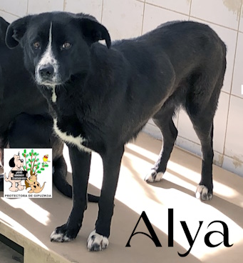 (Español) ALYA