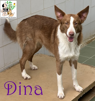 DINA