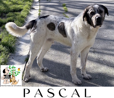 PASCAL