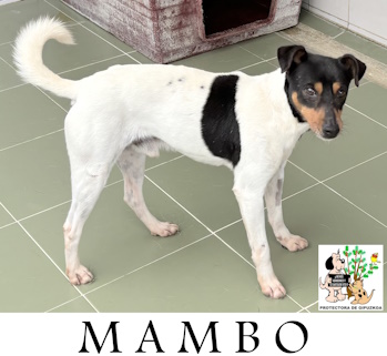 MAMBO