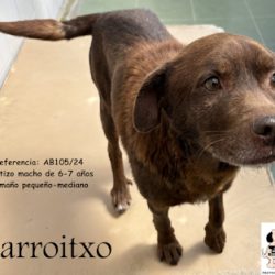 MARROITXO
