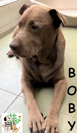 BOBY