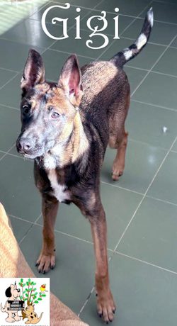 ADOPTADA