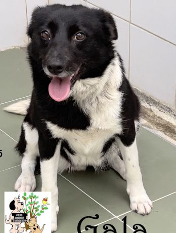 ADOPTADA