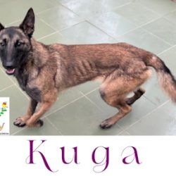 (Español) KUGA