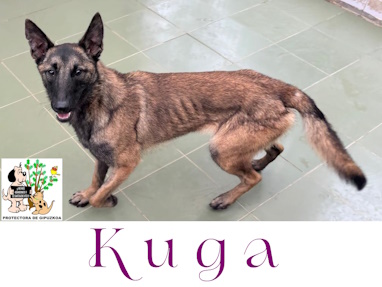 (Español) KUGA