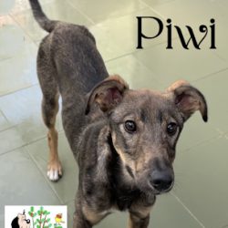(Español) PIWI