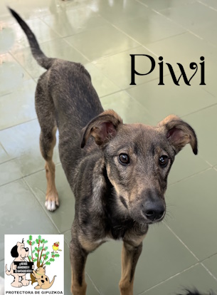 PIWI PIWI