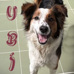 (Español) RUBI