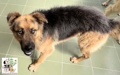 ARES ARES