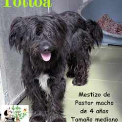 TOTTOA