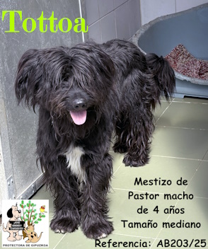 TOTTOA TOTTOA