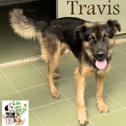 TRAVIS