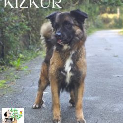 KIZKUR